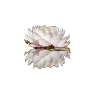Lotus Extract